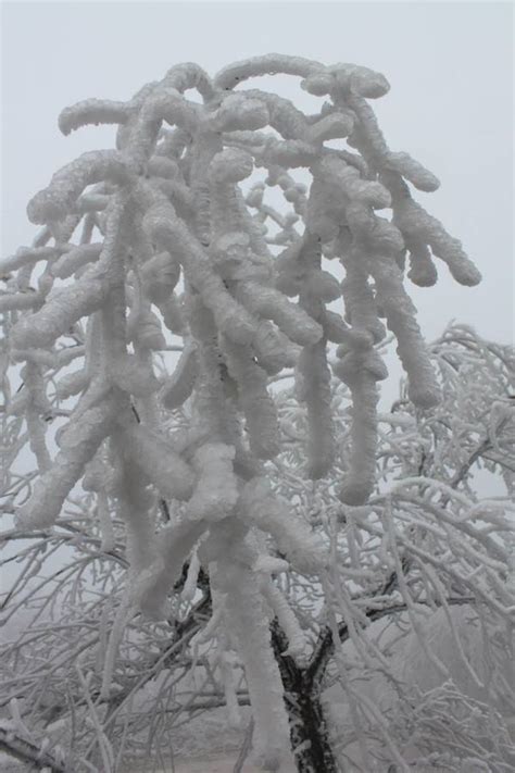 Freezing Fog Blankets Forest and Creates Surreal Frozen Landscape