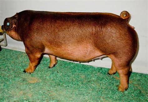 Swine Discovery - Breeds - Duroc | Animal & Food Sciences