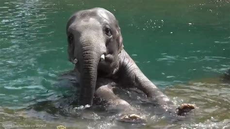 Watch these elephants have fun in their pool at the Oregon Zoo - ABC7 New York