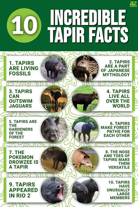 10 Incredible Tapir Facts - A-Z Animals