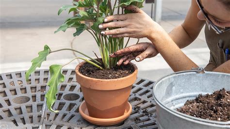 The When, Why, and How of Repotting Houseplants | Mulhall's