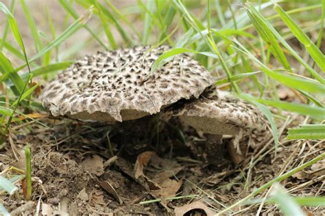 Old Man Of The Woods Mushrooms Free Stock Photo - Public Domain Pictures