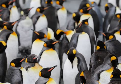 PENGUIN AWARENESS DAY - January 20, 2025 - National Today