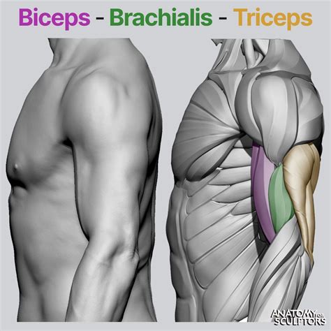 ArtStation - Muscles of the Upper Arm