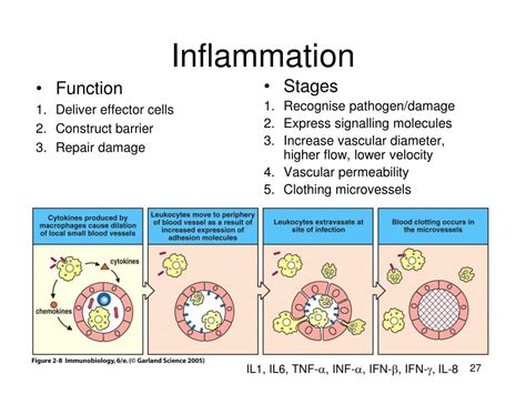 PPT - Cytokines and Chemokines PowerPoint Presentation, free download ...