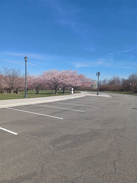 Cherry Blossoms Bring New Life to the D-Day Memorial