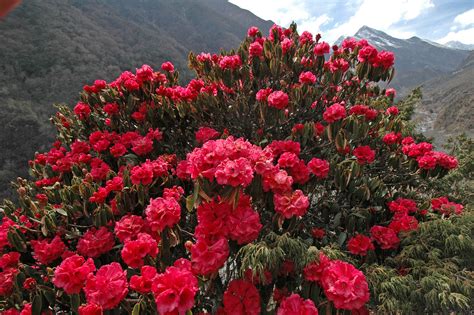 Rhododendron Forest in the Sagarmatha National Park, Himalaya, Nepal ...