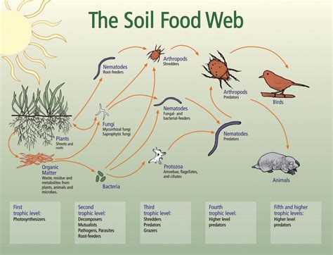 Biological activity – NDSU Soil Health