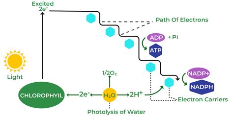 Cyclic And NonCyclic Photo Phosphorylation - GeeksforGeeks