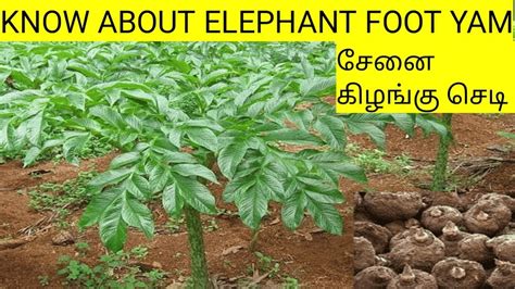 Know about ELEPHANT FOOT YAM plant || சேனைக் கிழங்கு செடியைப் பற்றி அறிவோம் - YouTube