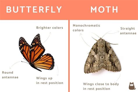 Butterfly vs. Moth - Differences Between Moths and Butterflies - With Photos