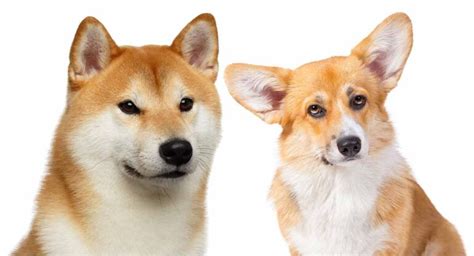 Shiba Inu Corgi Mix - Is This Cross the Perfect Family Pet?