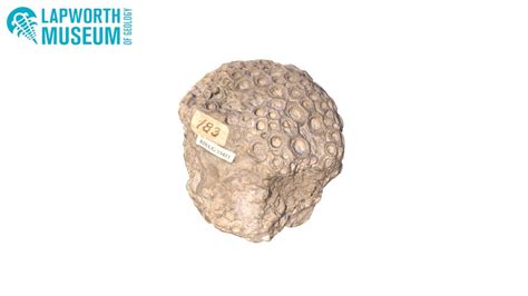 Lapworth Museum Wenlock Limestone fossils - A 3D model collection by Lapworth Museum of Geology ...