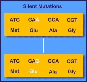 Ch. 12 Mutations Flashcards | Quizlet