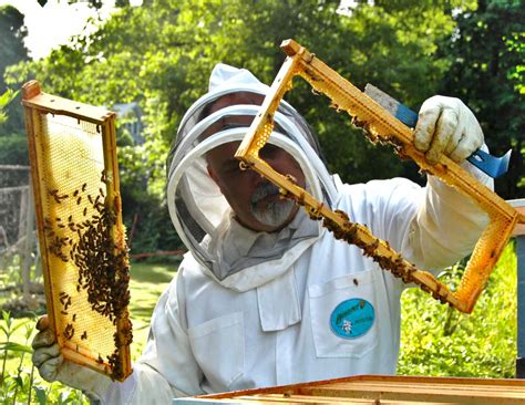 Set up a beehive in your garden to produce honey!