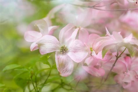 Flowering Dogwood, Pink, Flowers - Plants wallpapers: 2048x1365