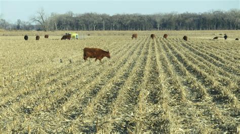 Nutrient Removal by Cows Grazing Corn Residue | CropWatch | University of Nebraska–Lincoln