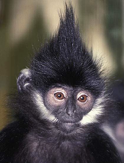 Francois' Langur - White Facial Hair and Spiky Crest | Animal Pictures and Facts | FactZoo.com