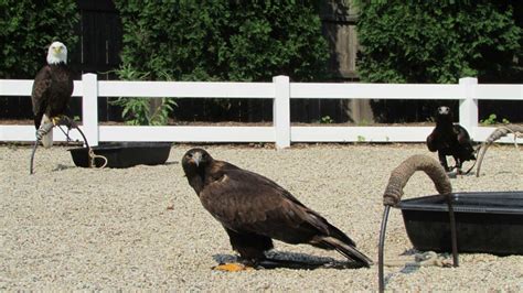 Behind the Scenes at a Birds of Prey Show - Because Birds