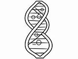 Dna Double Helix Coloring Worksheet Sketch Page sketch template