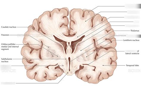 coronal section of brain Diagram | Quizlet