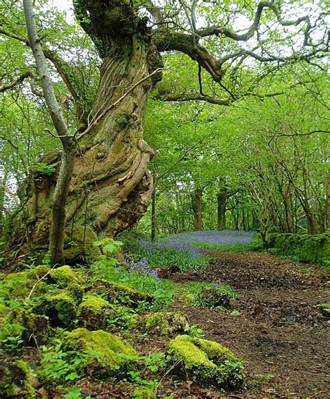 Ancient woodland © Eileen Henderson :: Geograph Britain and Ireland