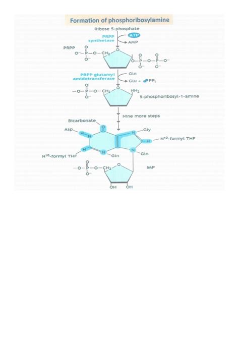 SOLUTION: A diagram of purine synthesis - Studypool