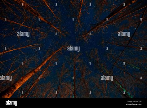 Scary forest at night Stock Photo - Alamy