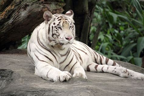 Tigre Del Bengala Bianca · Foto gratis su Pixabay