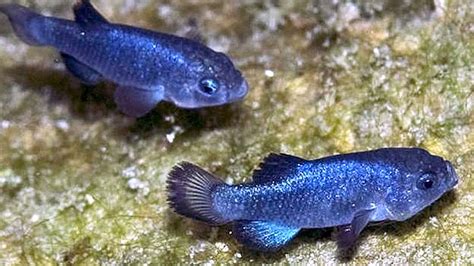 Devils Hole Pupfish - Tropical Fish Keeping