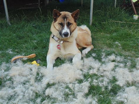 How to Stop Dog Shedding within a Week