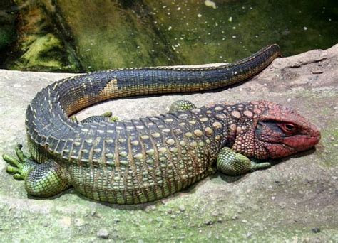 Caiman Lizard | Info-Facts and New Photos 2012 | The Wildlife