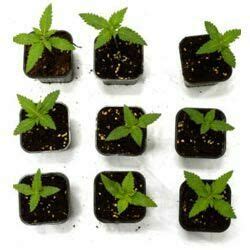 Cannabis Growth Stages: Life Cycle of Marijuana Plants Week-By-Week