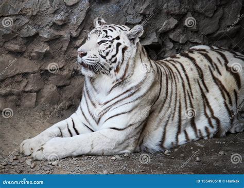 Relaxing Female of White Tiger Stock Photo - Image of carnivore, female: 155490510