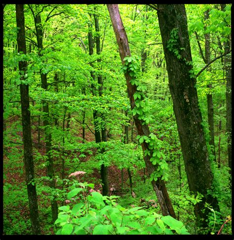 Lush green forest by harrietsfriend on DeviantArt