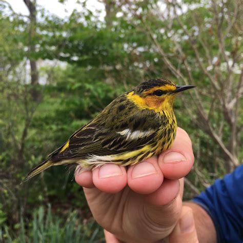 It’s full speed ahead on spring migration - Manomet Conservation Sciences