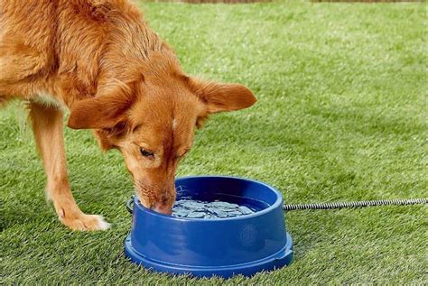 7 Best Heated Dog Water Bowls (2023 Reviews)