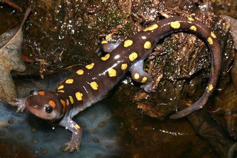 Green Spotted Salamander