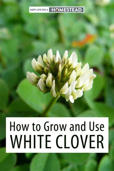 How to Grow and Use White Clover • New Life On A Homestead