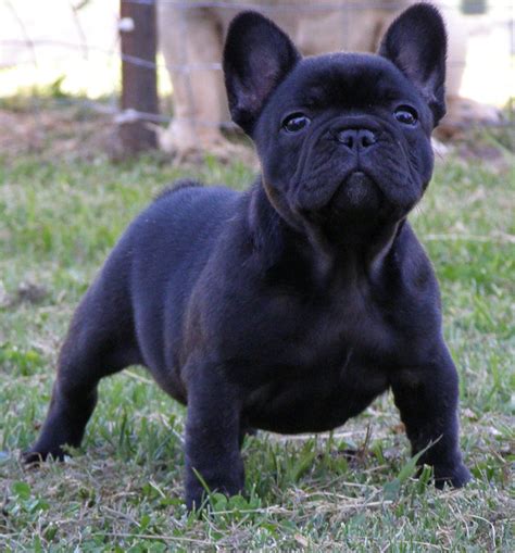 10 Best French Bulldog Dog Names