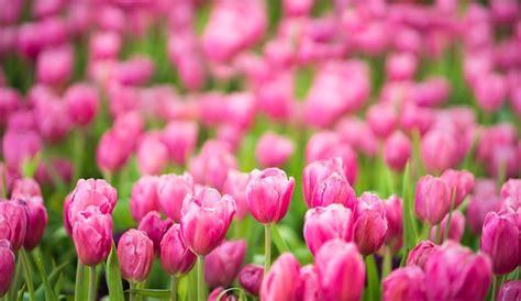 Premium Photo | Red and purple tulips in the garden