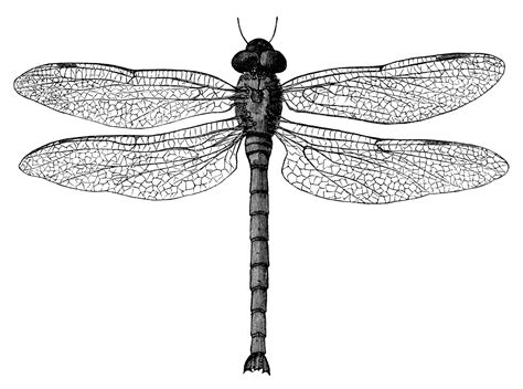 Dragonfly Graphics - Cliparts.co