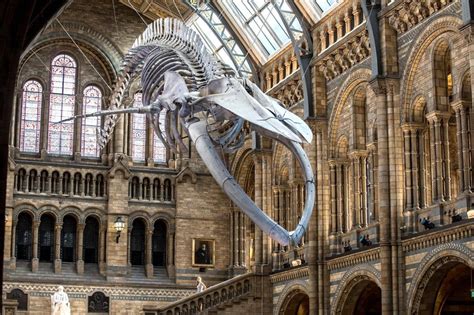 Natural History Museum unveils Dippy the dinosaur's replacement ...