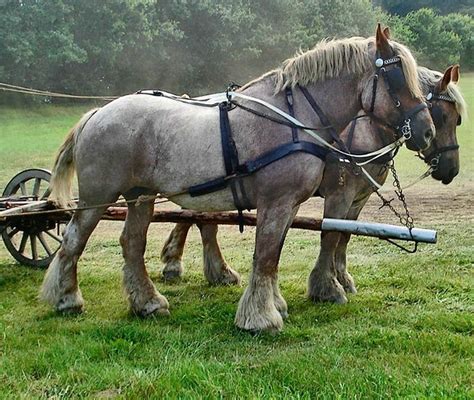 Jutland horse team. photo: maridesign. | Horses, Draft horses, Big horses