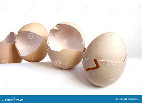 Eggshell 1 stock photo. Image of fragile, discover, nature - 4177526