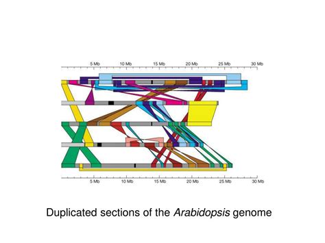 PPT - Polyploidy I. Types of polyploidy A. Autopolyploidy: more than 2 ...