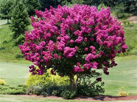 Summer Flowering Trees Ireland / Nyumba Mu Lusaka: November 9 2010 ...