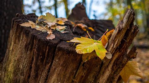 How to Rot a Tree Stump Fast