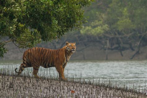 Wildlife Sanctuary in West Bengal | The Creative Post