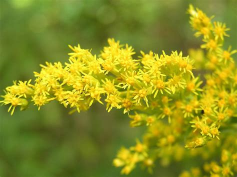 Kentucky State Flower | Goldenrod